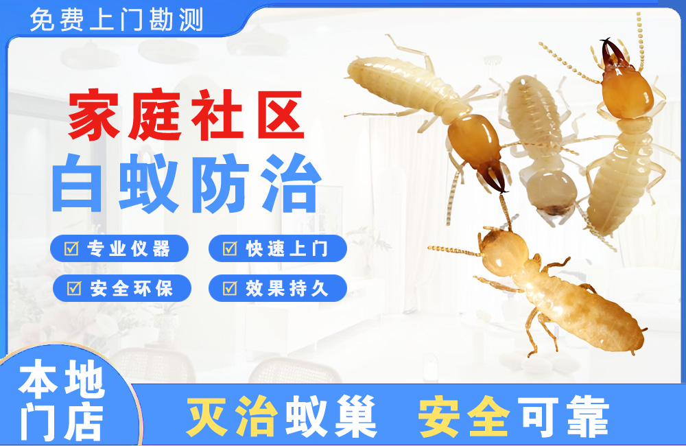 阳江家庭社区白蚁防治