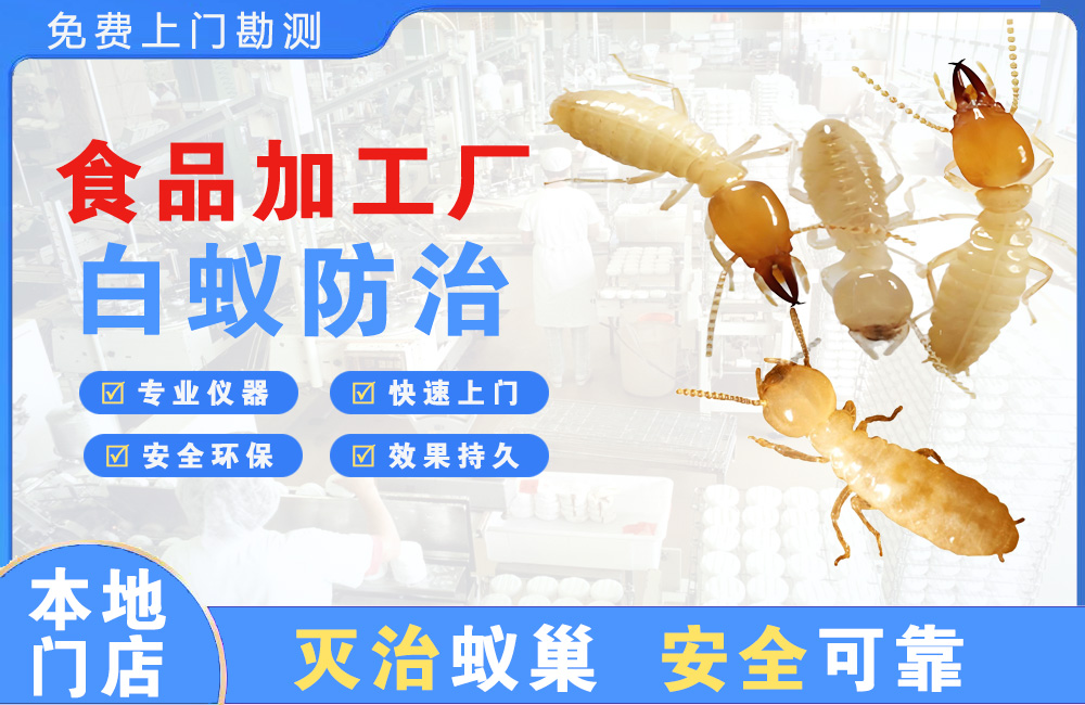 阳江食品加工厂白蚁防治