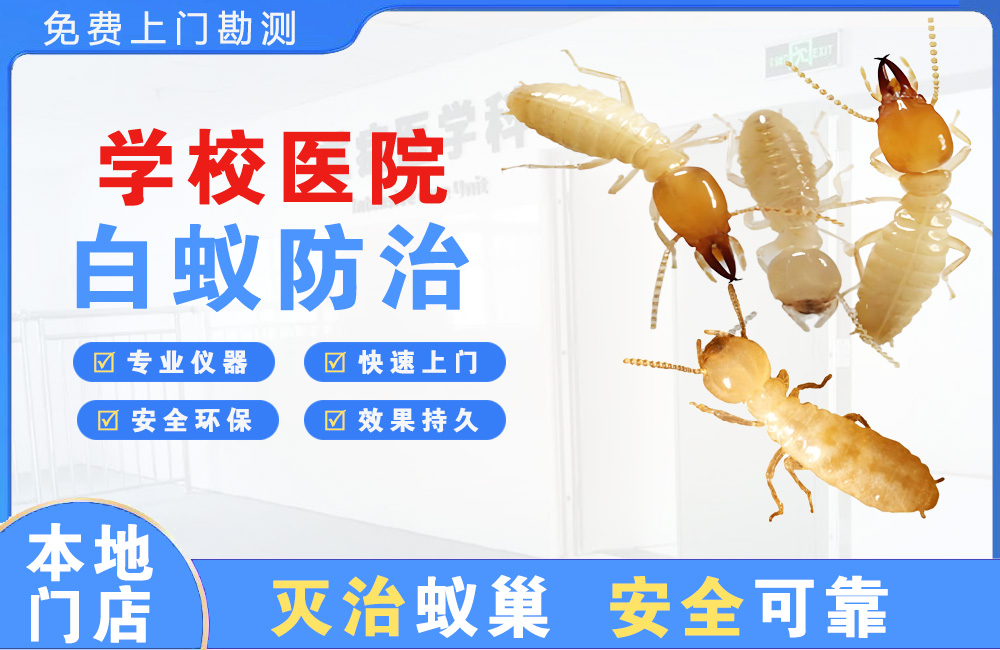 阳江学校医院白蚁防治