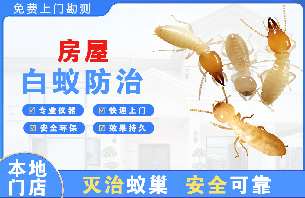 阳江房屋白蚁防治